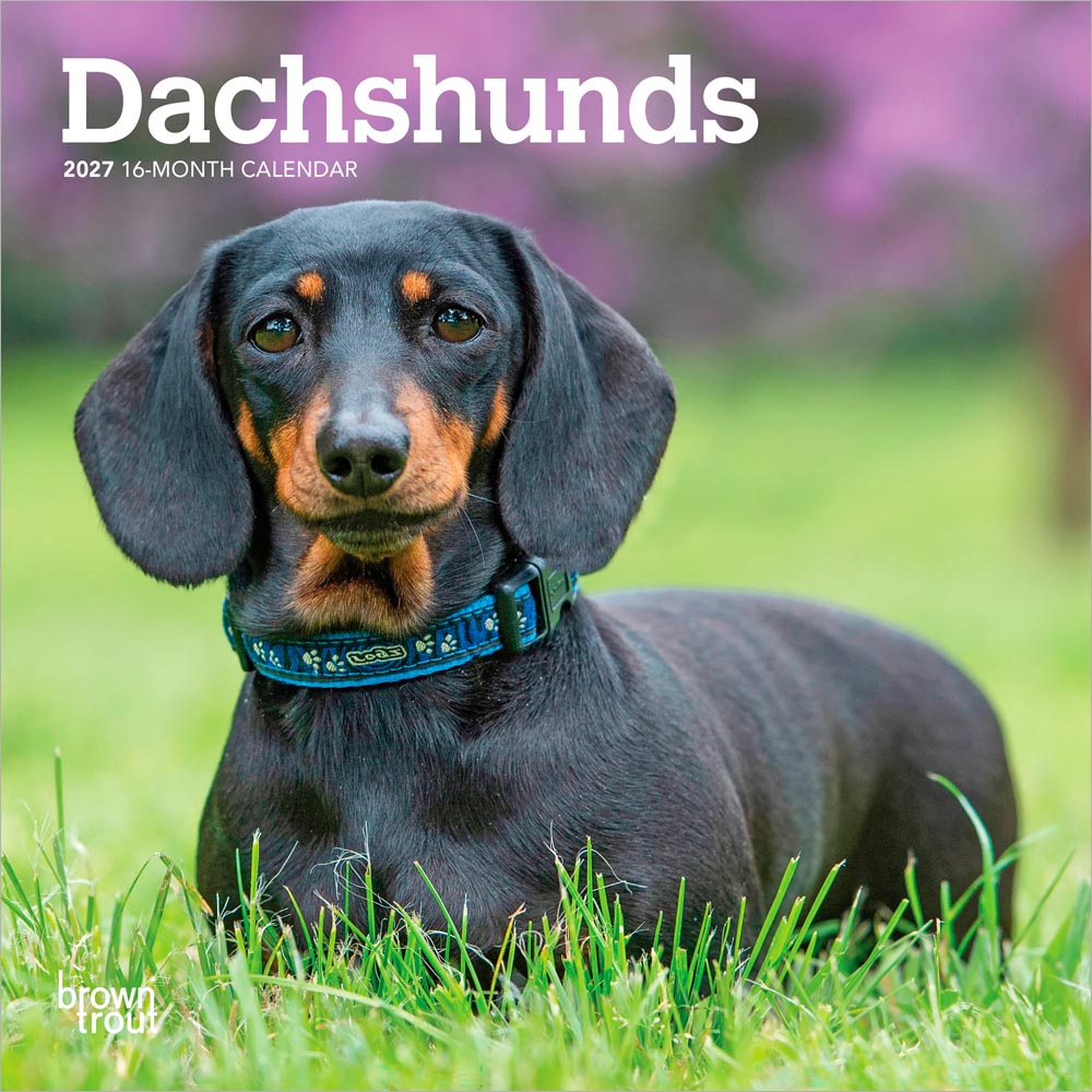Dachshunds | 2027 7 x 14 Inch (Hanging) Monthly Mini Wall Calendar | BrownTrout | Animals Dog Breeds