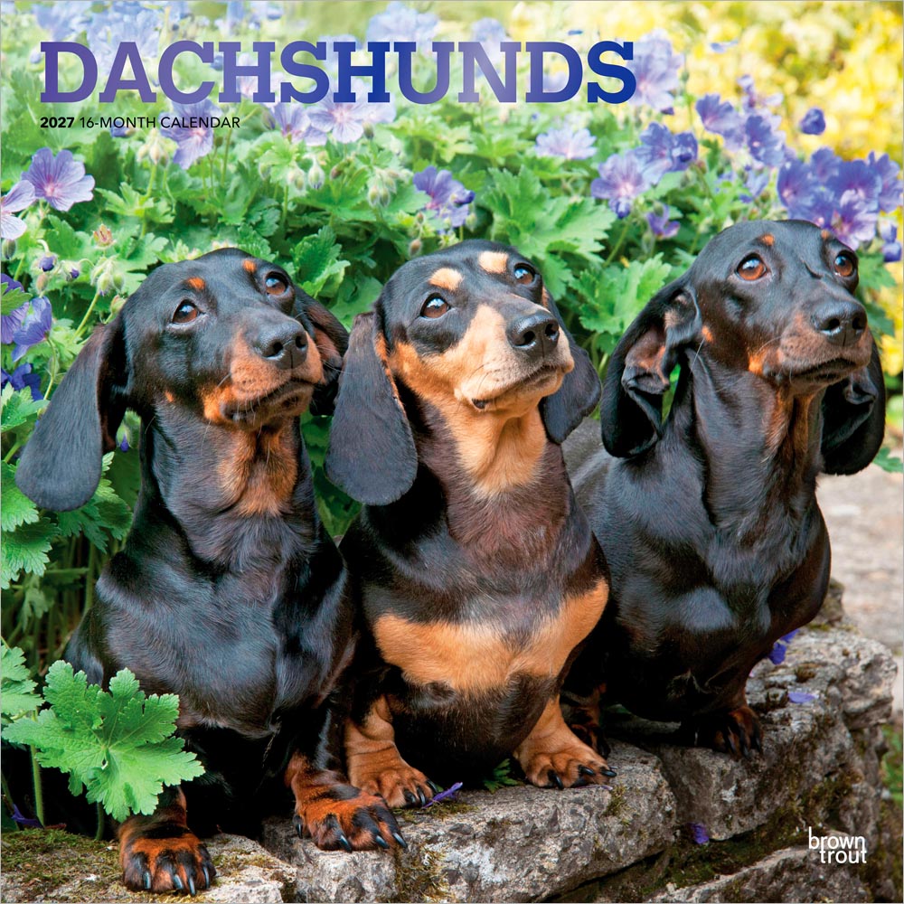 Dachshunds | 2027 12 x 24 Inch (Hanging) Monthly Square Wall Calendar | Foil Stamped Cover | Plastic-Free | BrownTrout | Animals Dog Breeds