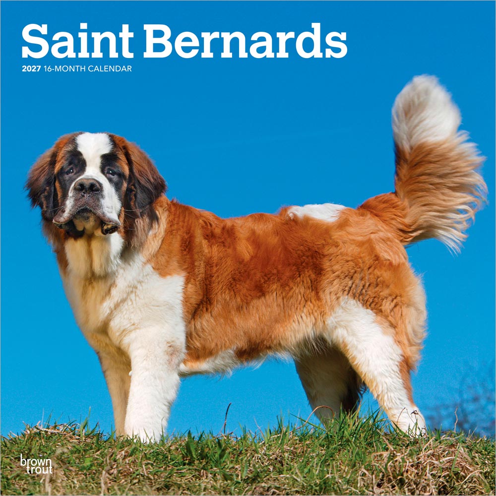 Saint Bernards | 2027 12 x 24 Inch (Hanging) Monthly Square Wall Calendar | Plastic-Free | BrownTrout | Animals Dog Breeds