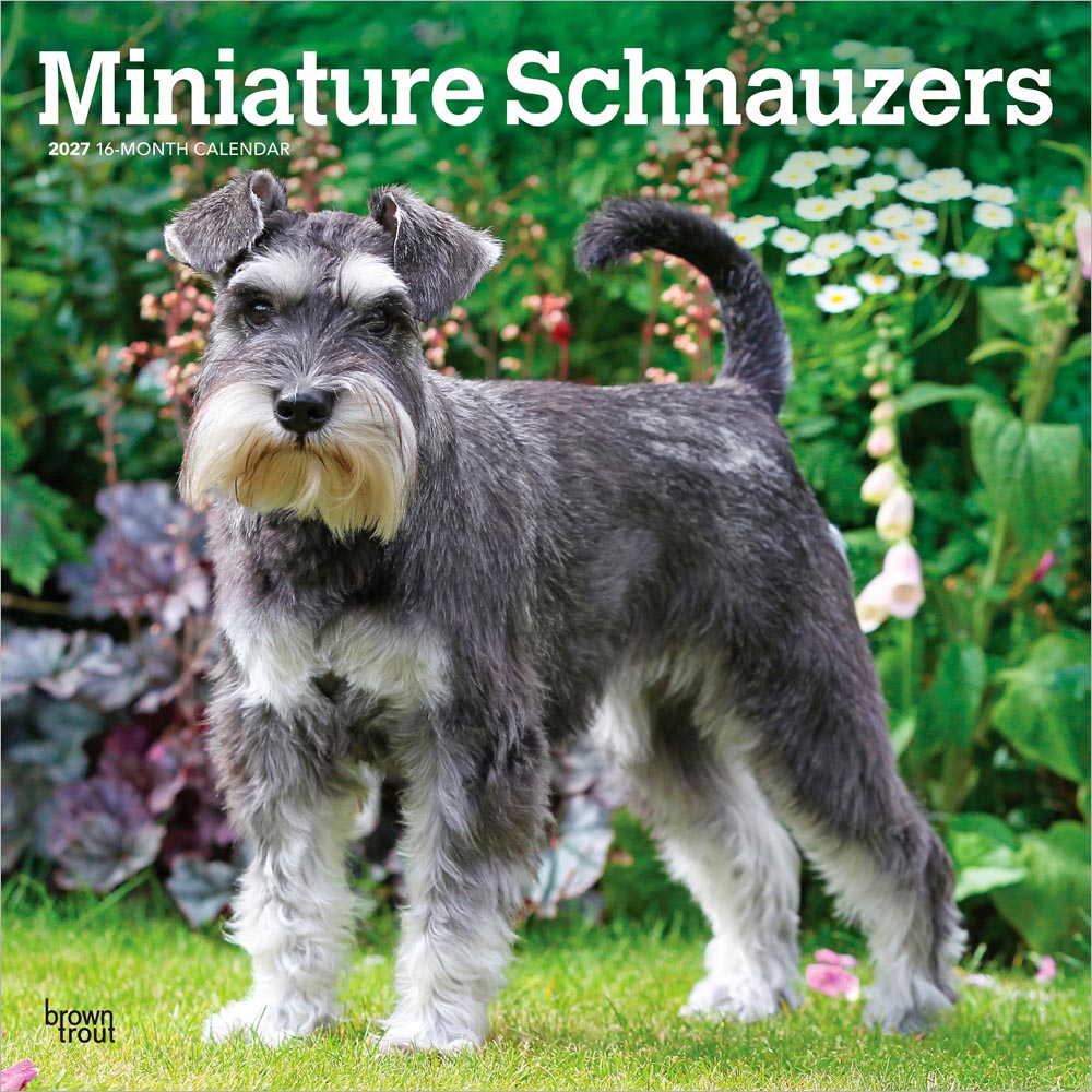 Miniature Schnauzers | 2027 12 x 24 Inch (Hanging) Monthly Square Wall Calendar | Plastic-Free | BrownTrout | Animals Small Dog Breeds
