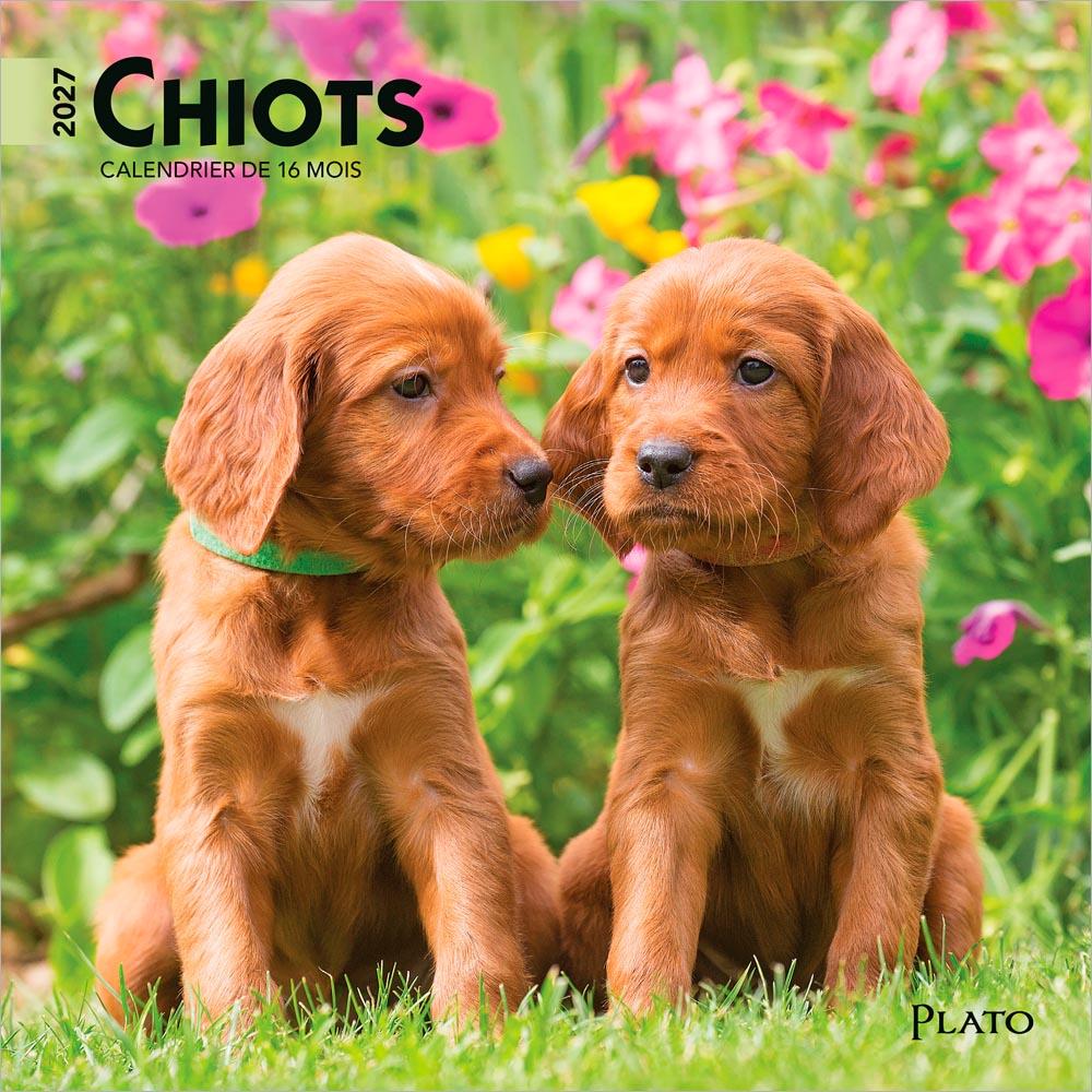 Chiots | 2027 7 x 14 Inch (Hanging) Monthly Mini Wall Calendar | French Language | Plato | Animals Dog Breeds Puppies