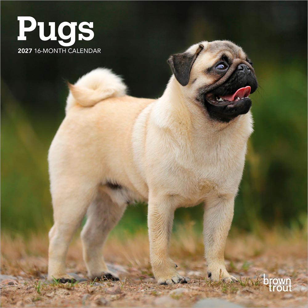 Pugs | 2027 7 x 14 Inch (Hanging) Monthly Mini Wall Calendar | BrownTrout | Animals Dog Breeds