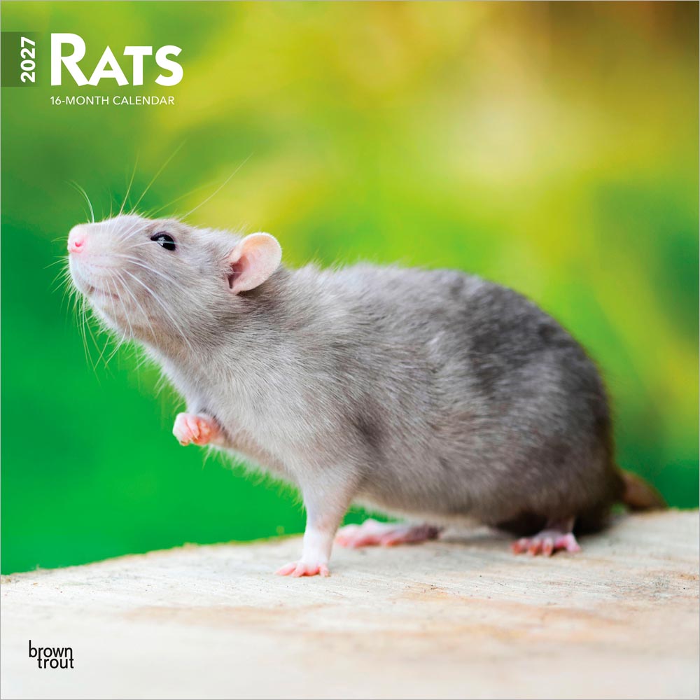 Rats | 2027 12 x 24 Inch (Hanging) Monthly Square Wall Calendar | Plastic-Free | BrownTrout | Domestic Animals Mouse