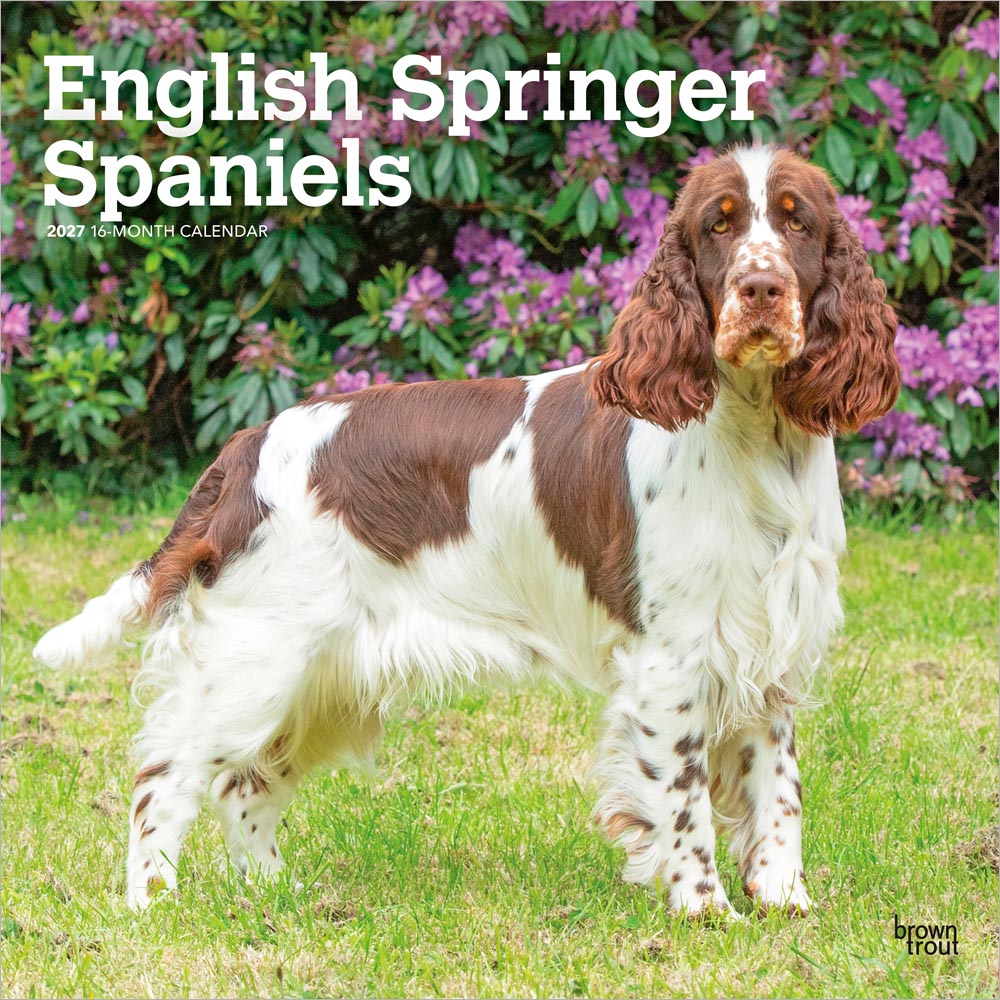 English Springer Spaniels | 2027 12 x 24 Inch (Hanging) Monthly Square Wall Calendar | Plastic-Free | BrownTrout | Animals Dog Breeds