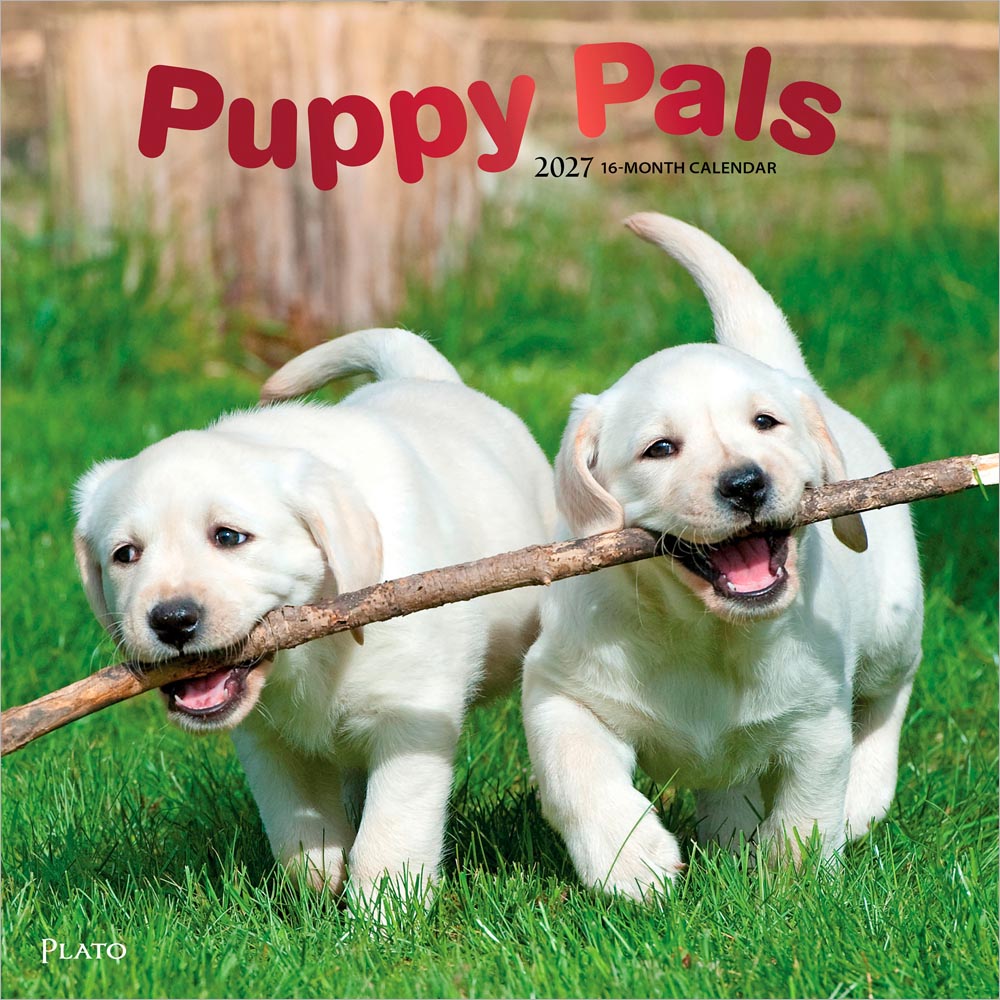 Puppy Pals | 2027 12 x 24 Inch (Hanging) Monthly Square Wall Calendar | Foil Stamped Cover | Plato | Animals Dog Breeds Pets