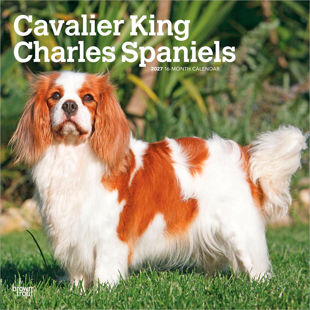 Cavalier King Charles Spaniels | 2027 12 x 24 Inch (Hanging) Monthly Square Wall Calendar | Plastic-Free | BrownTrout | Animals Dog Breeds Puppies