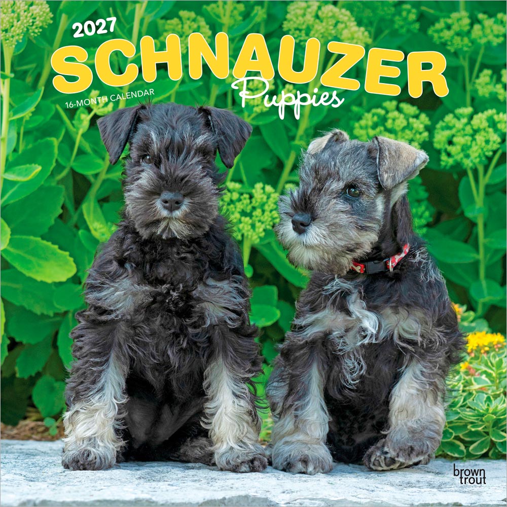 Schnauzer Puppies | 2027 12 x 24 Inch (Hanging) Monthly Square Wall Calendar | Plastic-Free | BrownTrout | Animals Dog Breeds Puppy