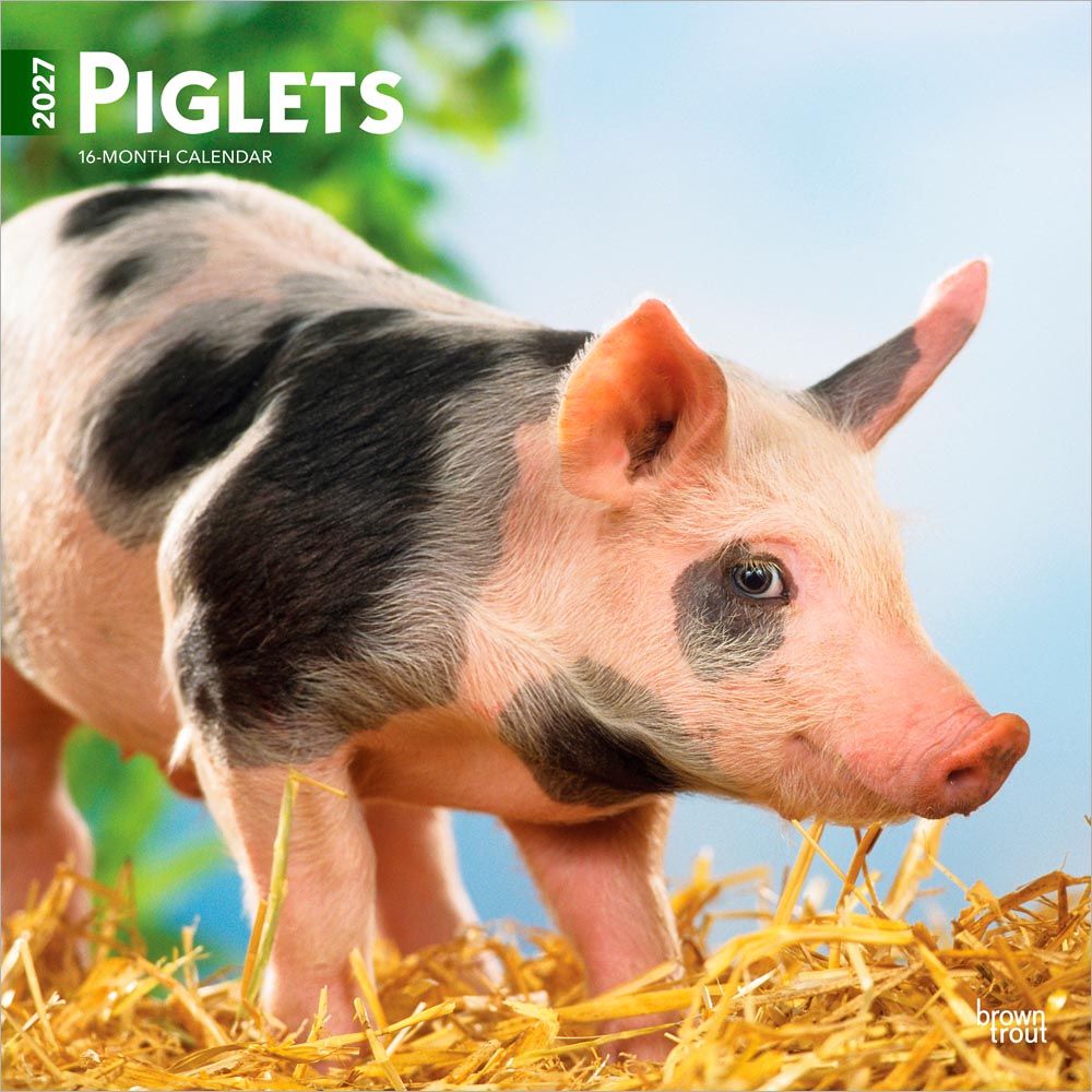 Piglets | 2027 12 x 24 Inch (Hanging) Monthly Square Wall Calendar | Plastic-Free | BrownTrout | Domestic Pet Baby Farm Animals