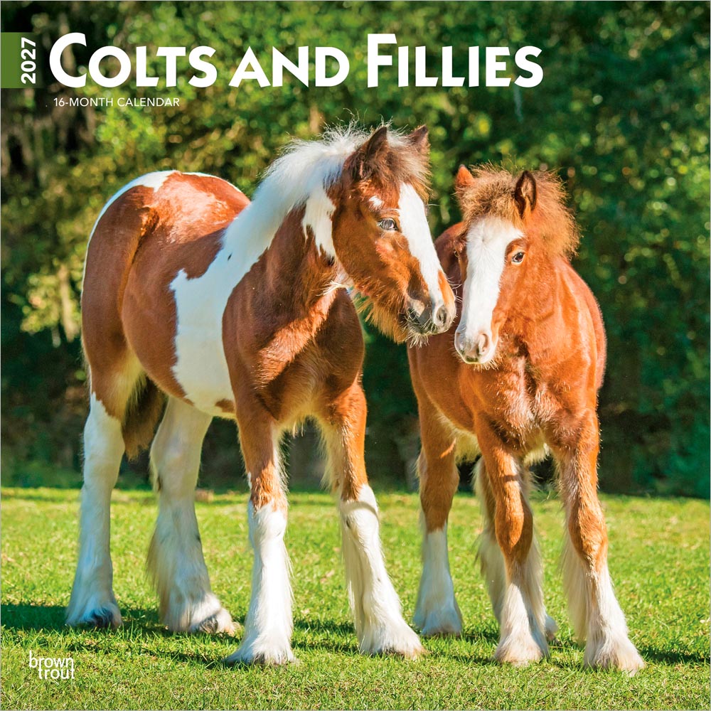 Colts and Fillies | 2027 12 x 24 Inch (Hanging) Monthly Square Wall Calendar | Plastic-Free | BrownTrout | Animals Equestrian