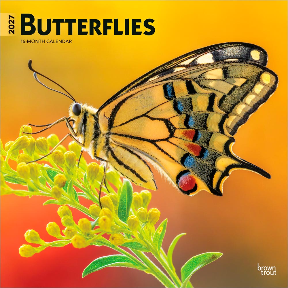 Butterflies | 2027 12 x 24 Inch (Hanging) Monthly Square Wall Calendar | Plastic-Free | BrownTrout | Wildlife Animals Wings