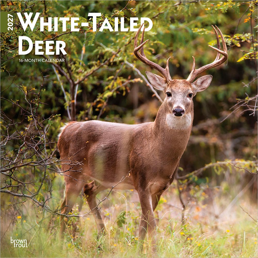 White Tailed Deer | 2027 12 x 24 Inch (Hanging) Monthly Square Wall Calendar | Plastic-Free | BrownTrout | Wildlife Animals Forest Hunting