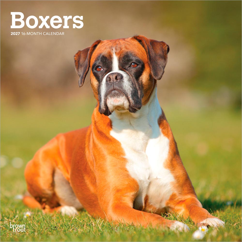 Boxers International Edition | 2027 12 x 24 Inch (Hanging) Monthly Square Wall Calendar | Plastic-Free | BrownTrout | Animals Dog Breeds