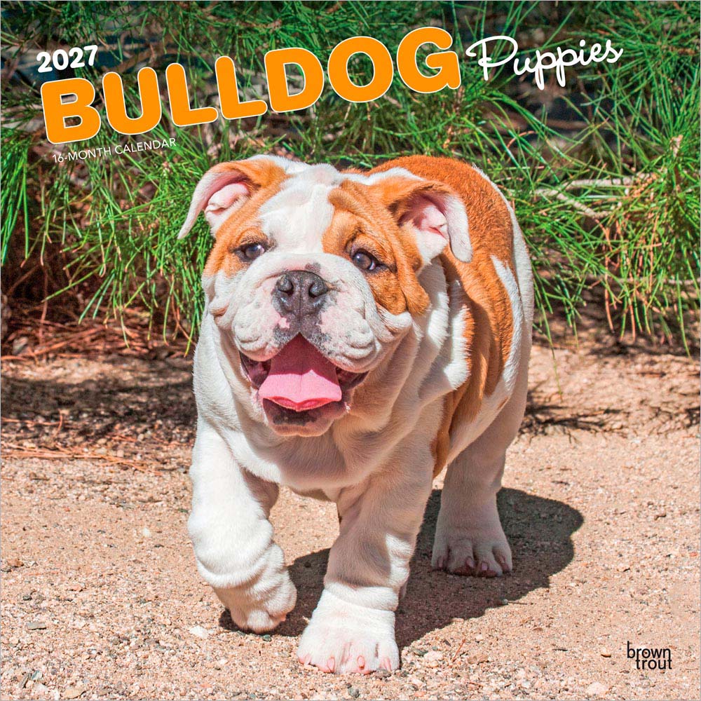 Bulldog Puppies | 2027 12 x 24 Inch (Hanging) Monthly Square Wall Calendar | Plastic-Free | BrownTrout | Animals Dog Breeds