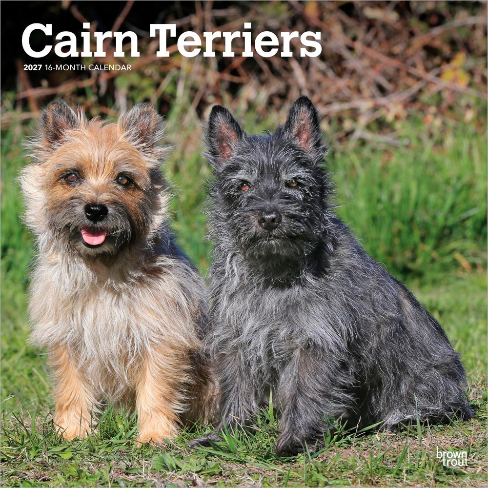 Cairn Terriers | 2027 12 x 24 Inch (Hanging) Monthly Square Wall Calendar | Plastic-Free | BrownTrout | Animals Dog Breeds
