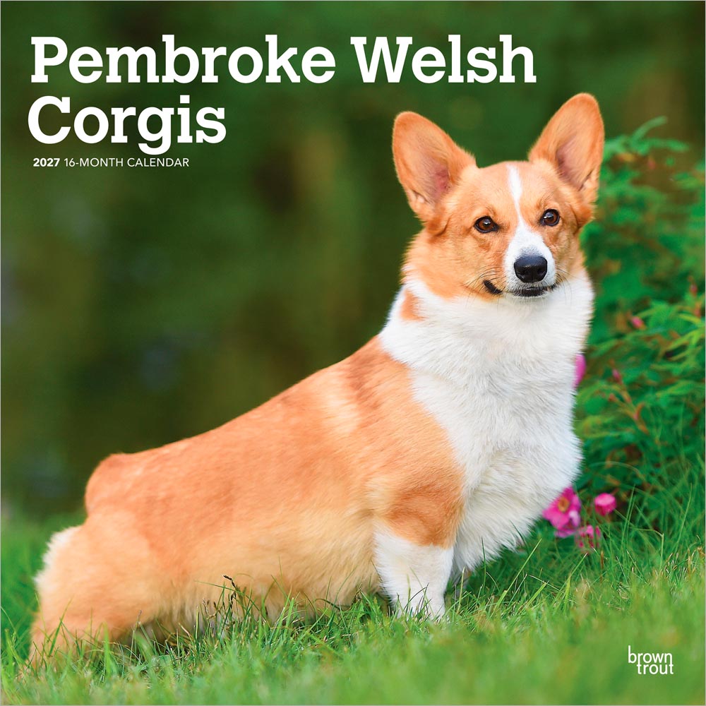 Pembroke Welsh Corgis | 2027 12 x 24 Inch (Hanging) Monthly Square Wall Calendar | Plastic-Free | BrownTrout | Animals Dog Breeds