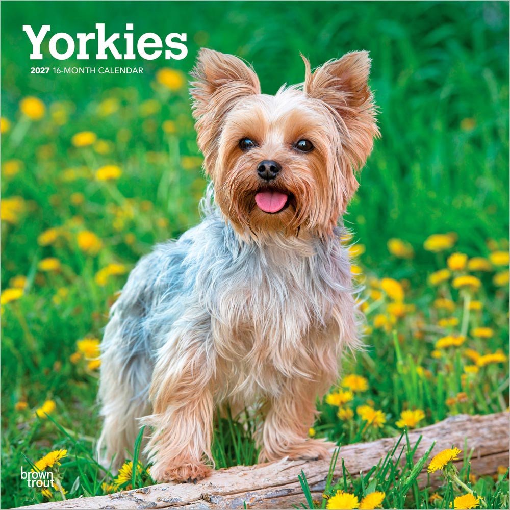 Yorkshire Terriers | 2027 12 x 24 Inch (Hanging) Monthly Square Wall Calendar | Plastic-Free | BrownTrout | Animals Small Dog Breeds Yorkies