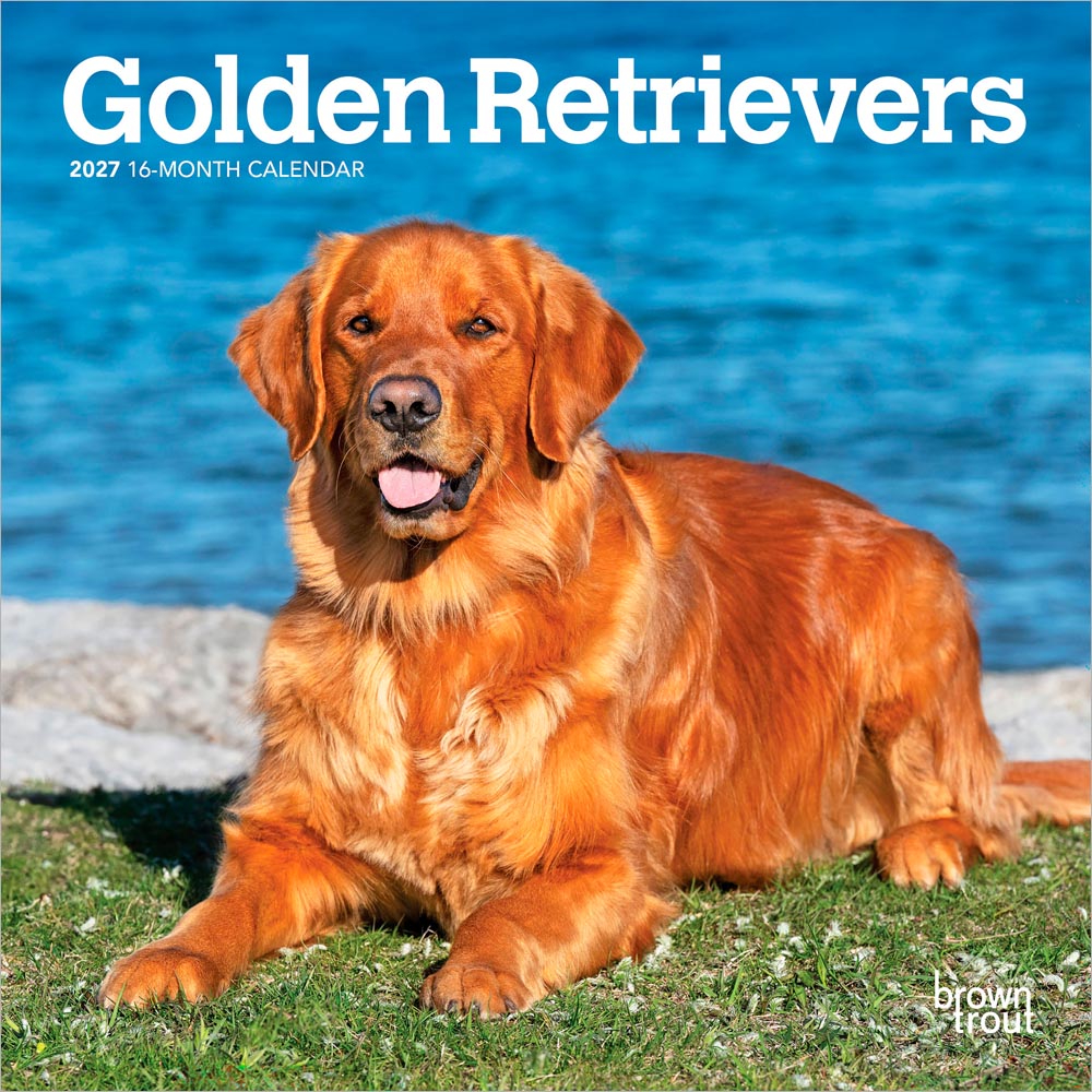 Golden Retrievers | 2027 7 x 14 Inch (Hanging) Monthly Mini Wall Calendar | BrownTrout | Animals Dog Breeds Retriever