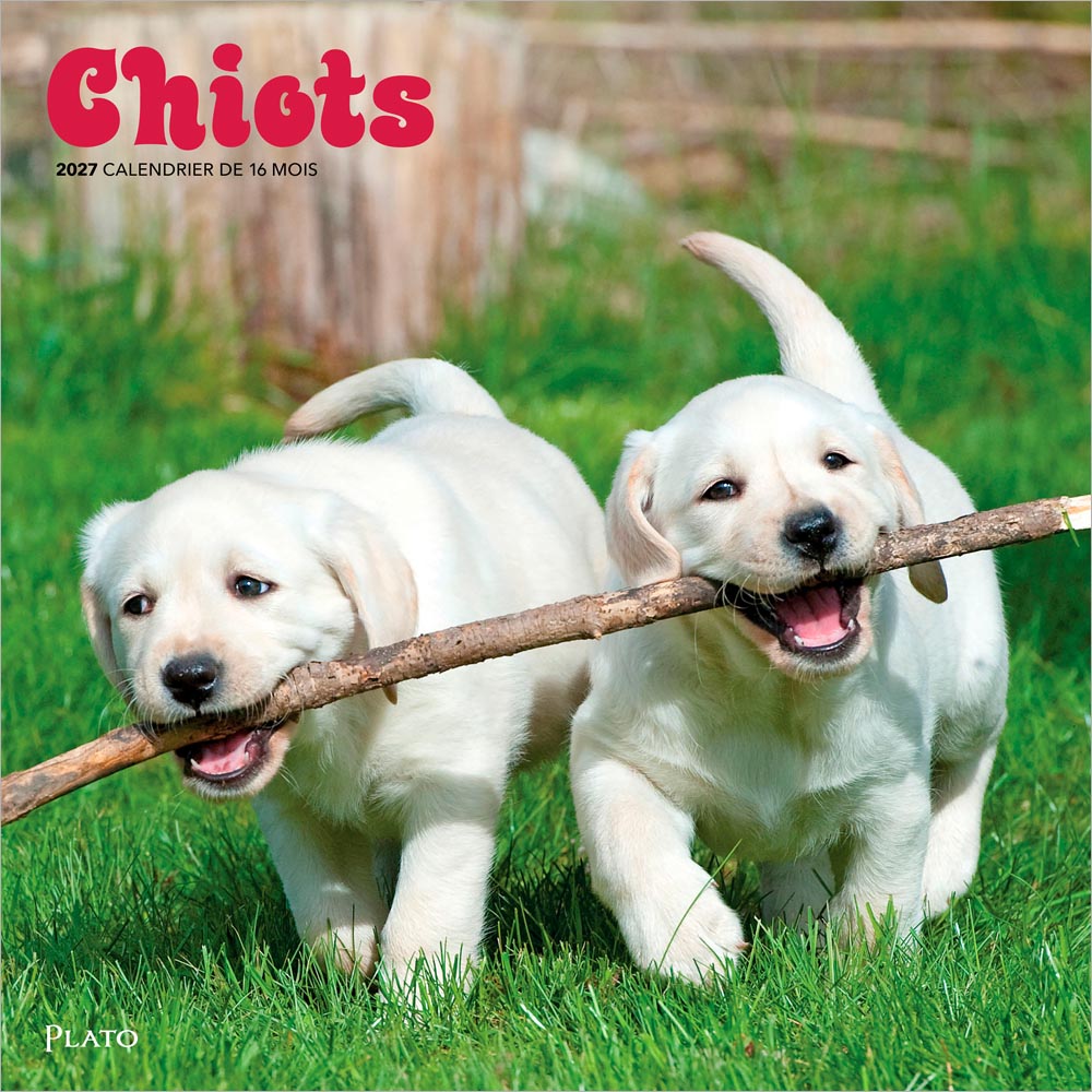 Chiots | 2027 12 x 24 Inch (Hanging) Monthly Square Wall Calendar | French Language | Plato | Animals Dog Breeds Puppies