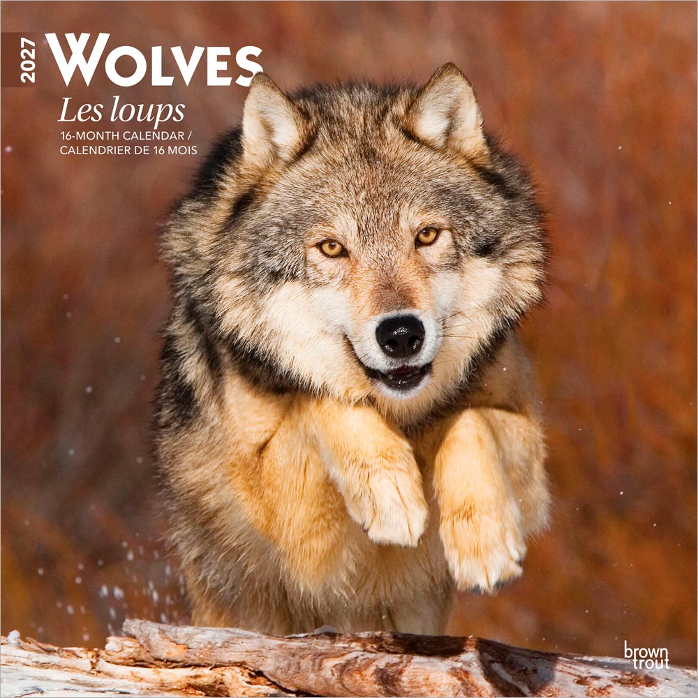 Wolves | 2027 12 x 24 Inch (Hanging) Monthly Square Wall Calendar | English/French Bilingual | BrownTrout | Wildlife Animals