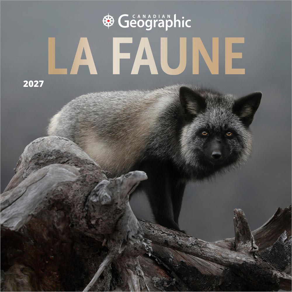 Canadian Geographic La faune OFFICIEL | 2027 12 x 24 Inch (Hanging) Monthly Square Wall Calendar | Foil Stamped Cover | French Language | Wyman Publishing | Animals Photography