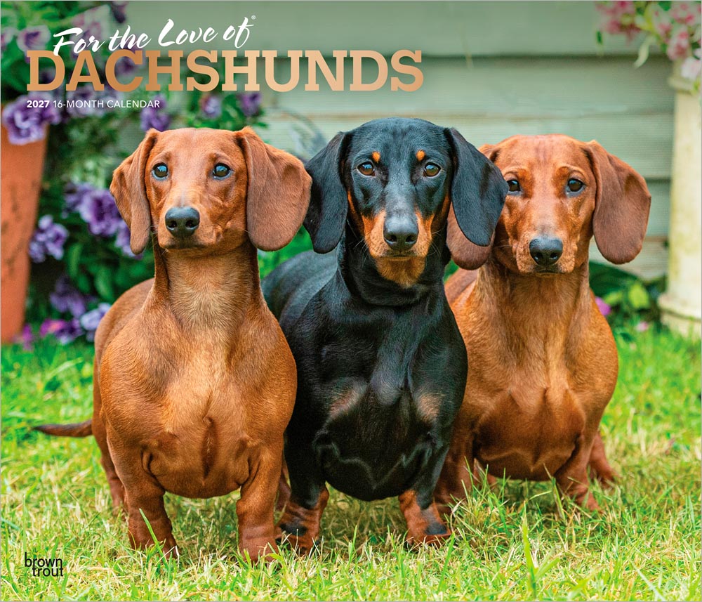 For the Love of Dachshunds | 2027 14 x 24 Inch (Hanging) Monthly Deluxe Wall Calendar | Foil Stamped Cover | Plastic-Free | BrownTrout | Animal Dog Breeds