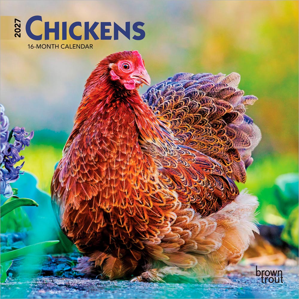 Chickens | 2027 7 x 14 Inch (Hanging) Monthly Mini Wall Calendar | BrownTrout | Domestic Farm Animals