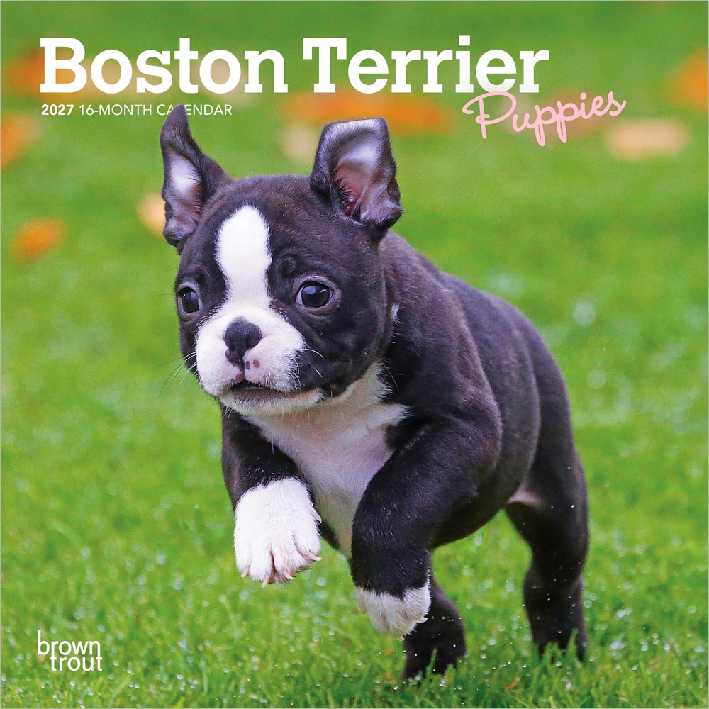 Boston Terrier Puppies | 2027 7 x 14 Inch (Hanging) Monthly Mini Wall Calendar | BrownTrout | Animals Dog Breeds Puppy