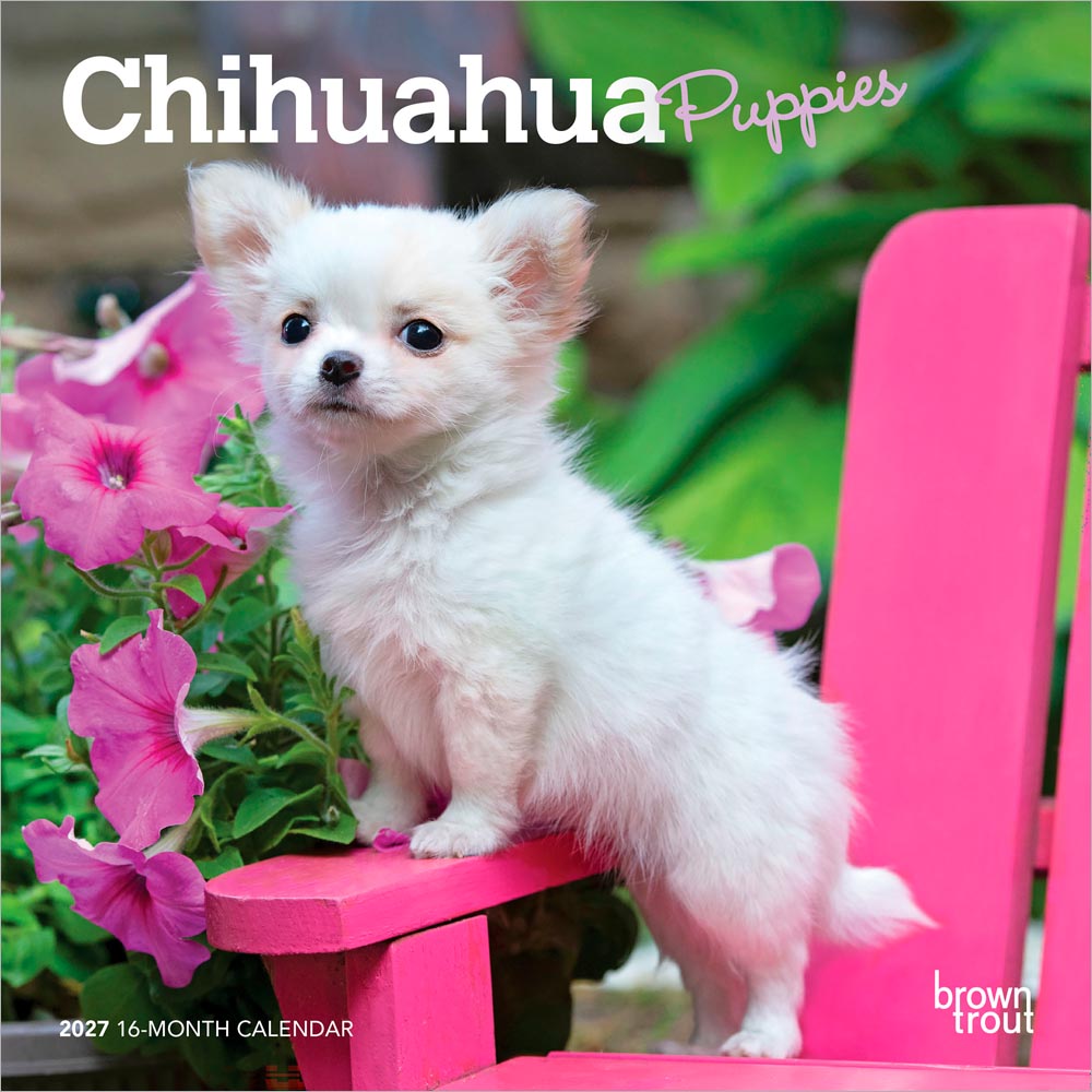 Chihuahua Puppies | 2027 7 x 14 Inch (Hanging) Monthly Mini Wall Calendar | BrownTrout | Animals Small Dog Breeds Puppy