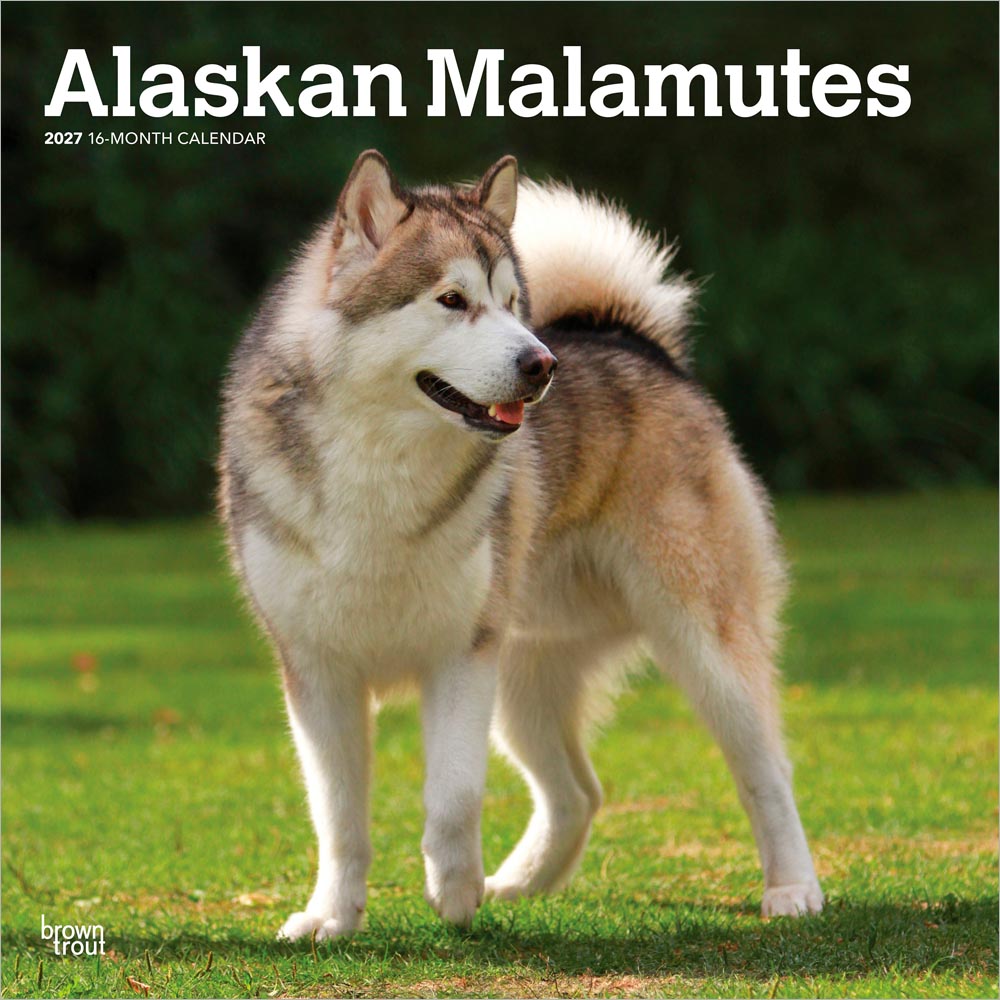 Alaskan Malamutes | 2027 12 x 24 Inch (Hanging) Monthly Square Wall Calendar | Plastic-Free | BrownTrout | Animals Dog Breeds
