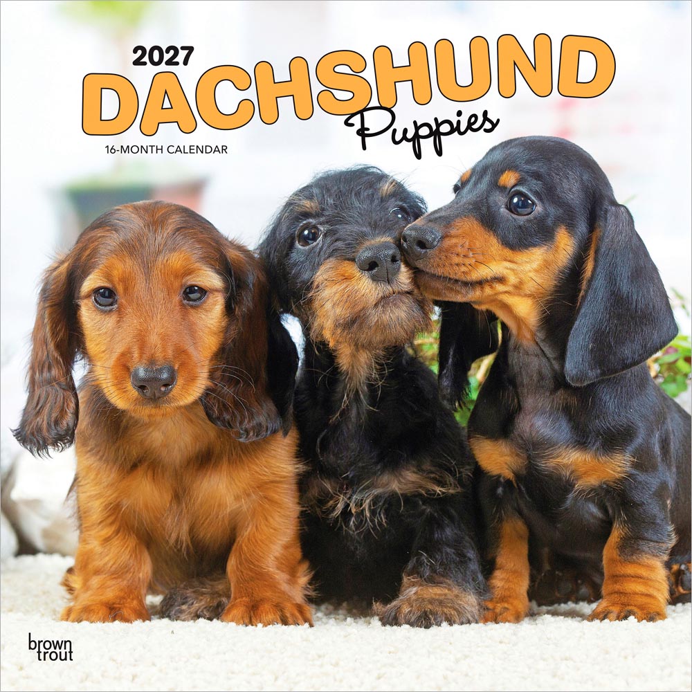 Dachshund Puppies | 2027 12 x 24 Inch (Hanging) Monthly Square Wall Calendar | Plastic-Free | BrownTrout | Animals Dog Breeds Puppy