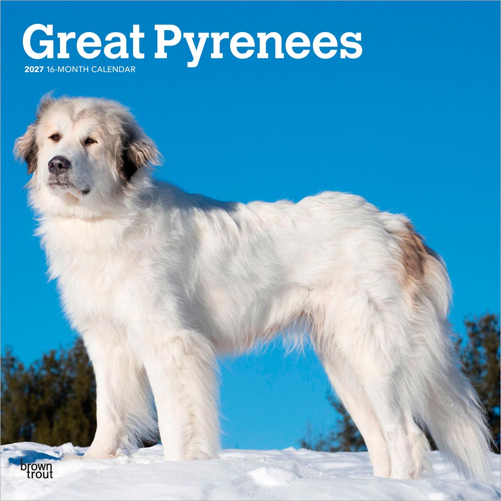 Great Pyrenees | 2027 12 x 24 Inch (Hanging) Monthly Square Wall Calendar | Plastic-Free | BrownTrout | Animals Dog Breeds