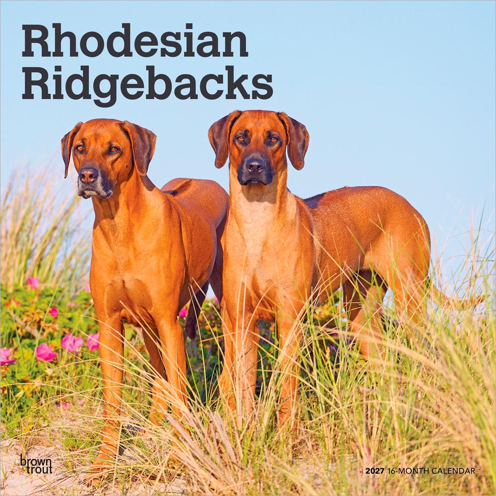 Rhodesian Ridgebacks | 2027 12 x 24 Inch (Hanging) Monthly Square Wall Calendar | Plastic-Free | BrownTrout | Animals Dog Breeds