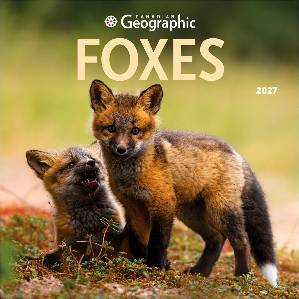 Canadian Geographic Foxes OFFICIAL | 2027 12 x 24 Inch (Hanging) Monthly Square Wall Calendar | Wyman Publishing | Wildlife Animals Nature
