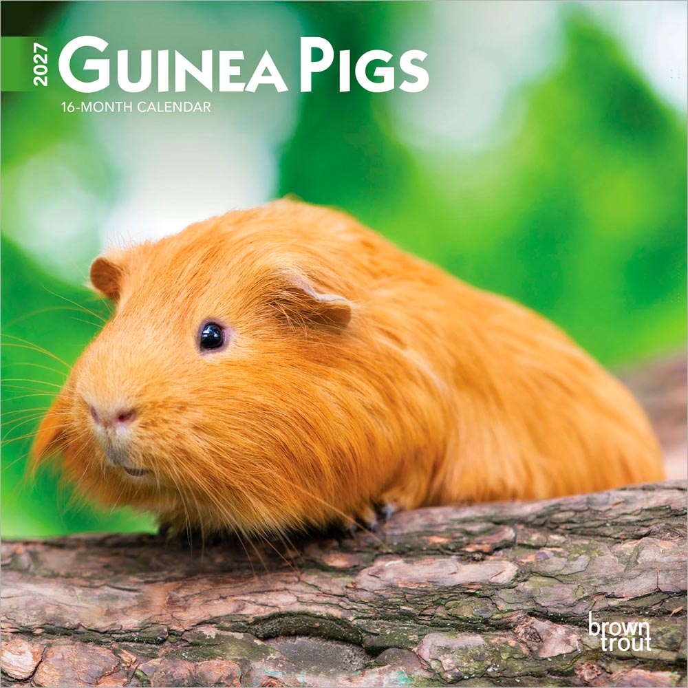 Guinea Pigs | 2027 7 x 14 Inch (Hanging) Monthly Mini Wall Calendar | BrownTrout | Domestic Animals Small Pets