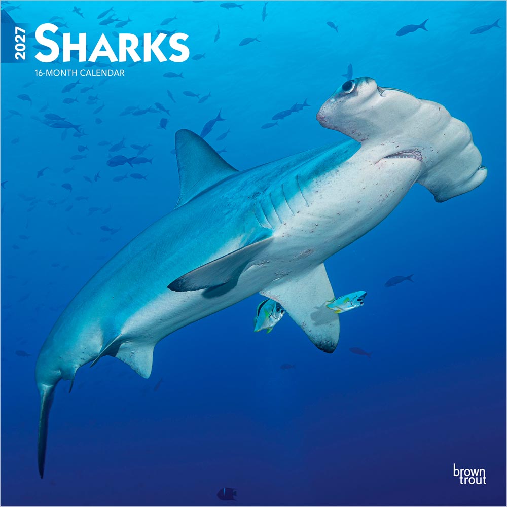 Sharks | 2027 12 x 24 Inch (Hanging) Monthly Square Wall Calendar | Plastic-Free | BrownTrout | Wildlife Marine Animals Fish