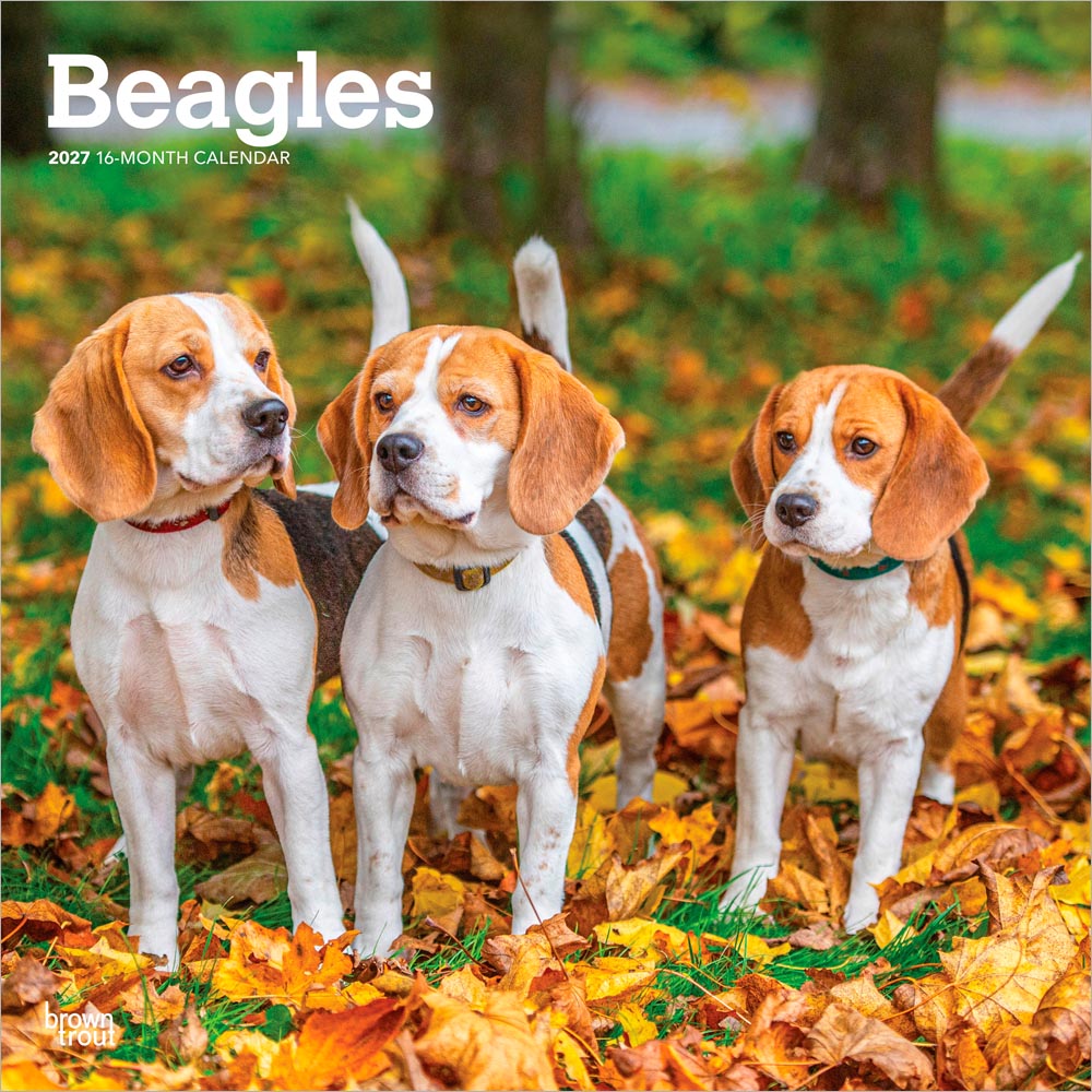 Beagles | 2027 12 x 24 Inch (Hanging) Monthly Square Wall Calendar | Plastic-Free | BrownTrout | Animals Dog Breeds