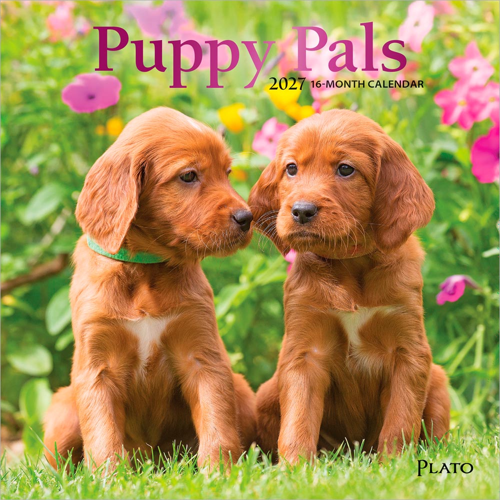 Puppy Pals | 2027 7 x 14 Inch (Hanging) Monthly Mini Wall Calendar | Foil Stamped Cover | Plato | Animals Dog Breeds Pets