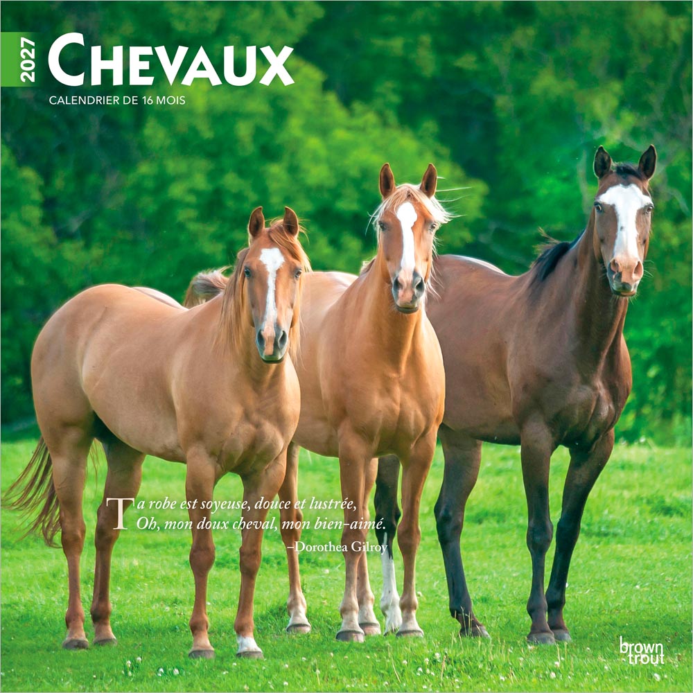 Chevaux | 2027 12 x 24 Inch (Hanging) Monthly Square Wall Calendar | French Language | BrownTrout | Animals Horses Equestrian
