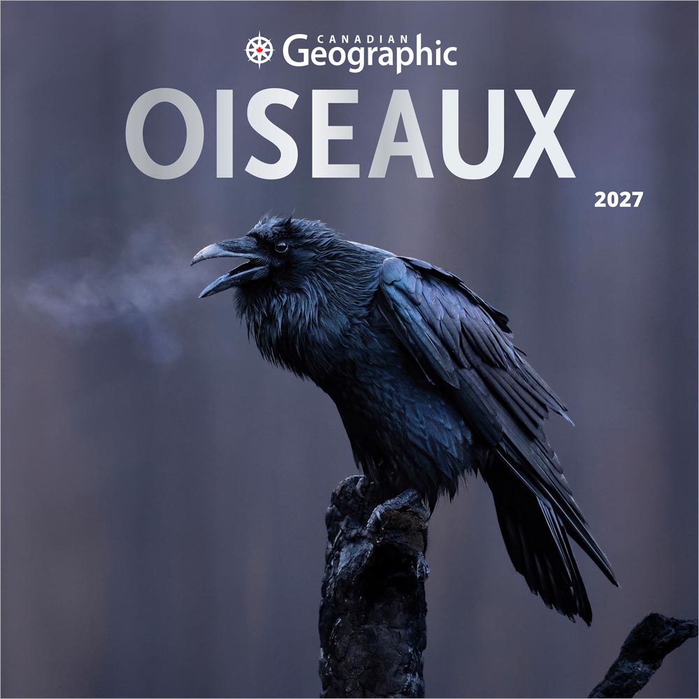 Canadian Geographic Oiseaux OFFICIEL | 2027 12 x 24 Inch (Hanging) Monthly Square Wall Calendar | Foil Stamped Cover | French Language | Wyman Publishing | Wildlife Animals Birds