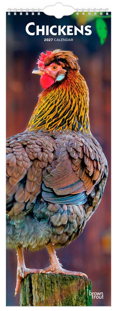 Chickens | 2027 5.7 x 16.5 Inch (Hanging) Monthly Slimline Wall Calendar | BrownTrout | Domestic Farm Animals