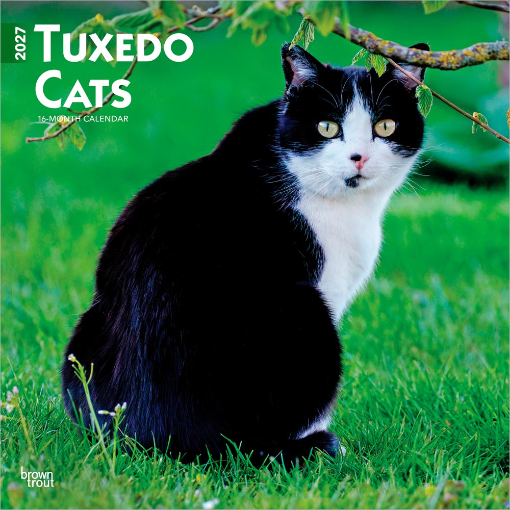 Tuxedo Cats | 2027 12 x 24 Inch (Hanging) Monthly Square Wall Calendar | Plastic-Free | BrownTrout | Animals Kittens Feline