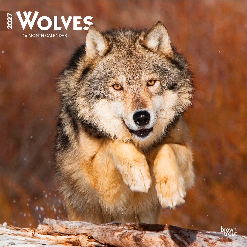 Wolves | 2027 12 x 24 Inch (Hanging) Monthly Square Wall Calendar | Plastic-Free | BrownTrout | Wildlife Animals