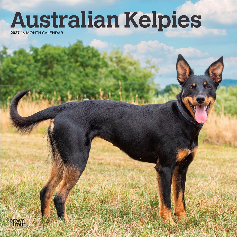 Australian Kelpies | 2027 12 x 24 Inch (Hanging) Monthly Square Wall Calendar | Plastic-Free | BrownTrout | Animal Dog Breeds
