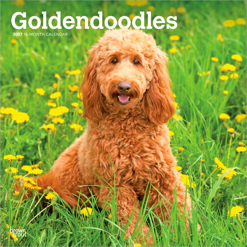 Goldendoodles | 2027 12 x 24 Inch (Hanging) Monthly Square Wall Calendar | Plastic-Free | BrownTrout | Animals Mixed Dog Breeds